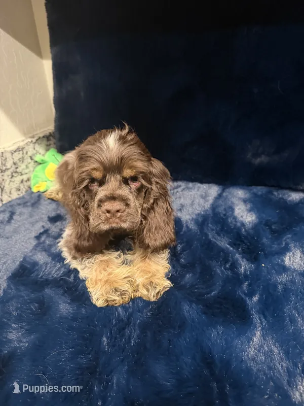 Austin  – Cocker Spaniel puppy for sale in Phoenix, AZ