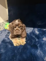 Austin , a male Cocker Spaniel for sale in Phoenix, AZ – 1 of 5