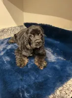 Axel , a male Cocker Spaniel for sale in Phoenix, AZ – 2 of 4