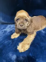 Charming, a male Cocker Spaniel for sale in Phoenix, AZ – 4 of 5