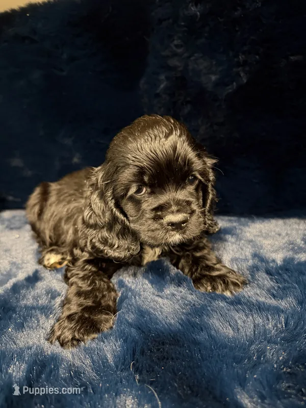 Angel – Cocker Spaniel puppy for sale in Phoenix, AZ