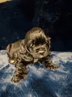 Angel, a female Cocker Spaniel for sale in Phoenix, AZ – 1 of 4