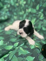 Amber, a female Cocker Spaniel for sale in Phoenix, AZ – Photo 1 of 6