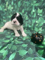 Amber, a female Cocker Spaniel for sale in Phoenix, AZ – Photo 5 of 6