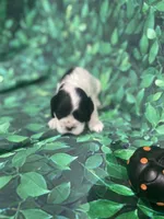 Amber, a female Cocker Spaniel for sale in Phoenix, AZ – Photo 2 of 6