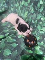 Amber, a female Cocker Spaniel for sale in Phoenix, AZ – Photo 3 of 6