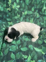 Amber, a female Cocker Spaniel for sale in Phoenix, AZ – Photo 4 of 6