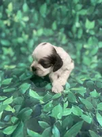 Bentley, a male Cocker Spaniel for sale in Phoenix, AZ – Photo 6 of 7