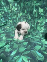 Bentley, a male Cocker Spaniel for sale in Phoenix, AZ – Photo 5 of 7