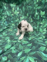 Bentley, a male Cocker Spaniel for sale in Phoenix, AZ – Photo 2 of 7