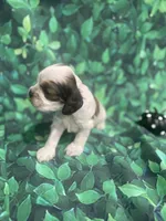 Bentley, a male Cocker Spaniel for sale in Phoenix, AZ – Photo 7 of 7