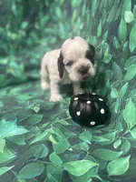 Bentley, a male Cocker Spaniel for sale in Phoenix, AZ – Photo 1 of 7