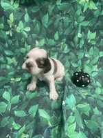 Bentley, a male Cocker Spaniel for sale in Phoenix, AZ – Photo 4 of 7