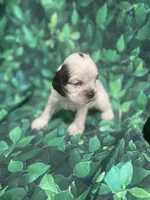 Bentley, a male Cocker Spaniel for sale in Phoenix, AZ – Photo 3 of 7