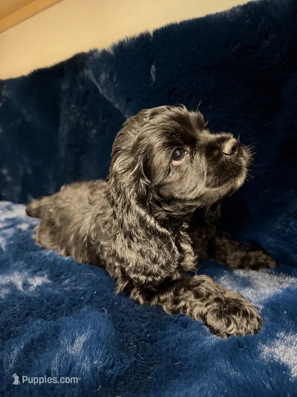Ace – Cocker Spaniel puppy for sale in Phoenix, AZ
