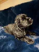 Ace, a male Cocker Spaniel for sale in Phoenix, AZ – 1 of 3