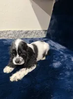Aladdin, a male Cocker Spaniel for sale in Phoenix, AZ – 2 of 5