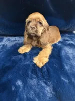 Charming, a male Cocker Spaniel for sale in Phoenix, AZ – 5 of 5