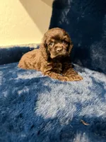 Hershey, a male Cocker Spaniel for sale in Phoenix, AZ – 3 of 3