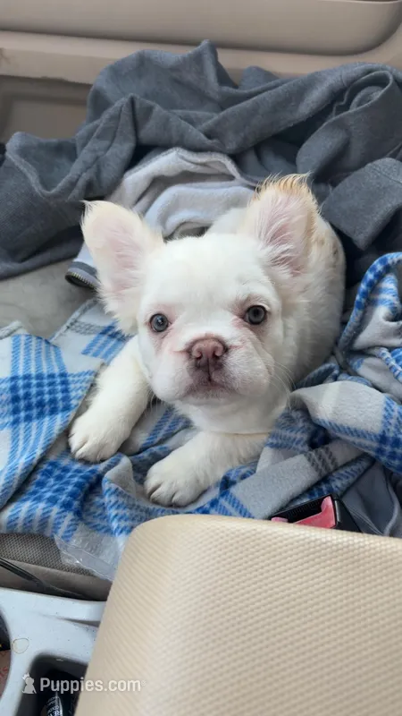 Ana  – French Bulldog puppy for sale in Indianapolis, IN