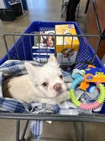 Ana , a female French Bulldog for sale in Indianapolis, IN – 4 of 4