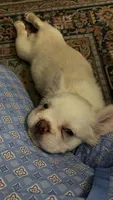 Ana , a female French Bulldog for sale in Indianapolis, IN – 2 of 4