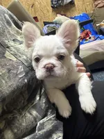 Ana , a female French Bulldog for sale in Indianapolis, IN – 3 of 4