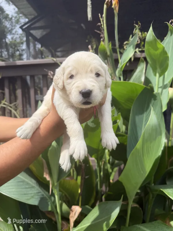 Amber – Golden Retriever puppy for sale in Hastings, FL