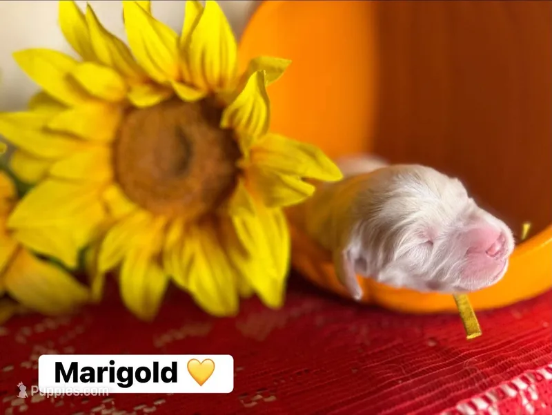 Marigold – Golden Retriever puppy for sale in Hastings, FL