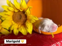 Marigold, a female Golden Retriever for sale in Hastings, FL – 1 of 1
