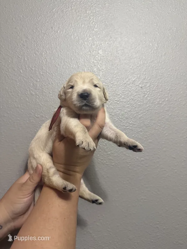 Amber – Golden Retriever puppy for sale in Hastings, FL