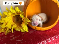 Pumpkin , a male Golden Retriever for sale in Hastings, FL – 1 of 1