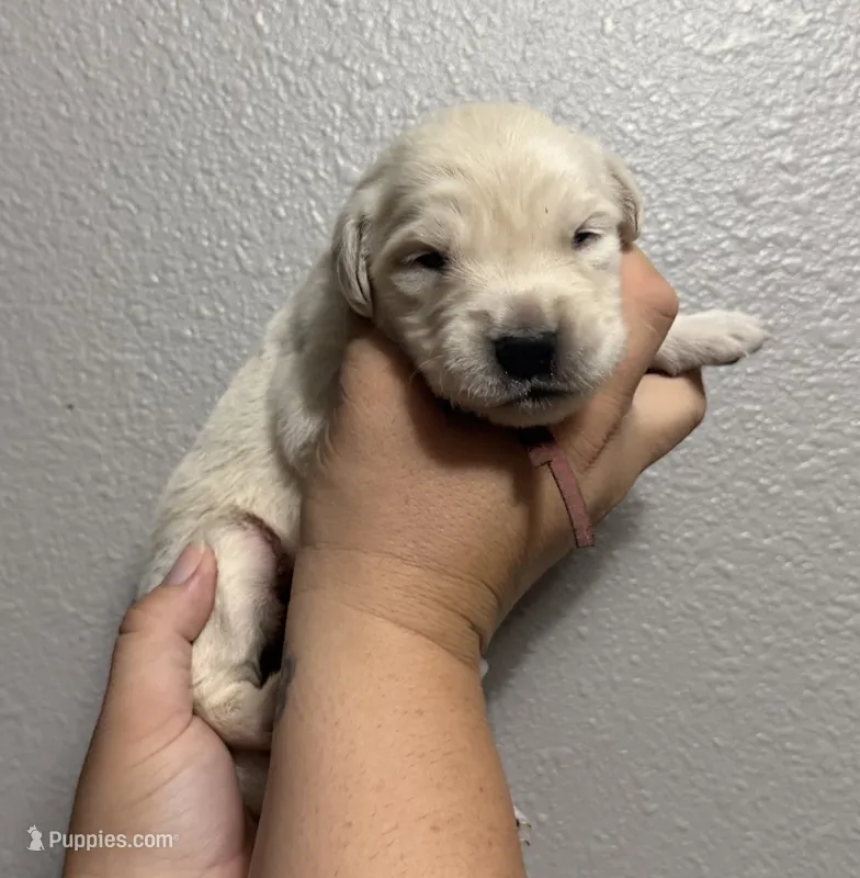Maize – Golden Retriever puppy for sale in Hastings, FL