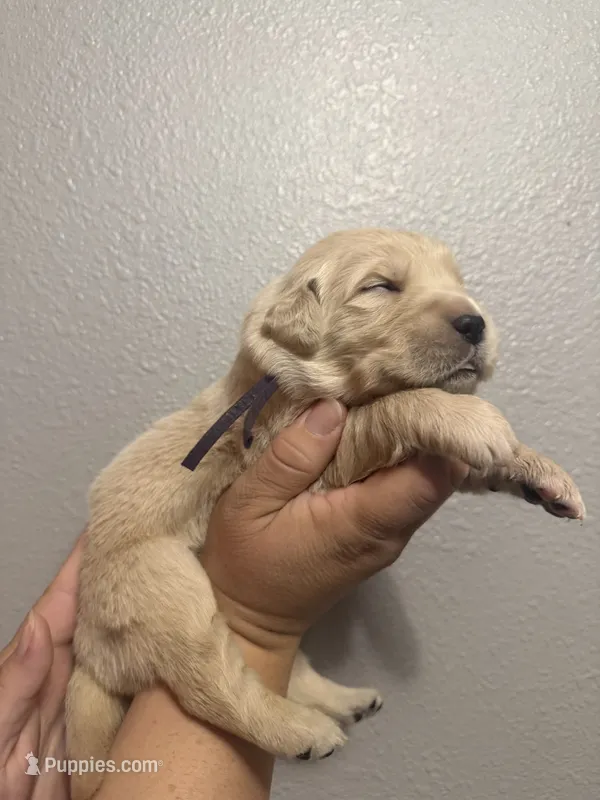 Hazel – Golden Retriever puppy for sale in Hastings, FL