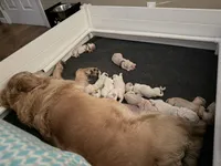 4 males 5 females, a female Golden Retriever for sale in Hastings, FL – 3 of 3