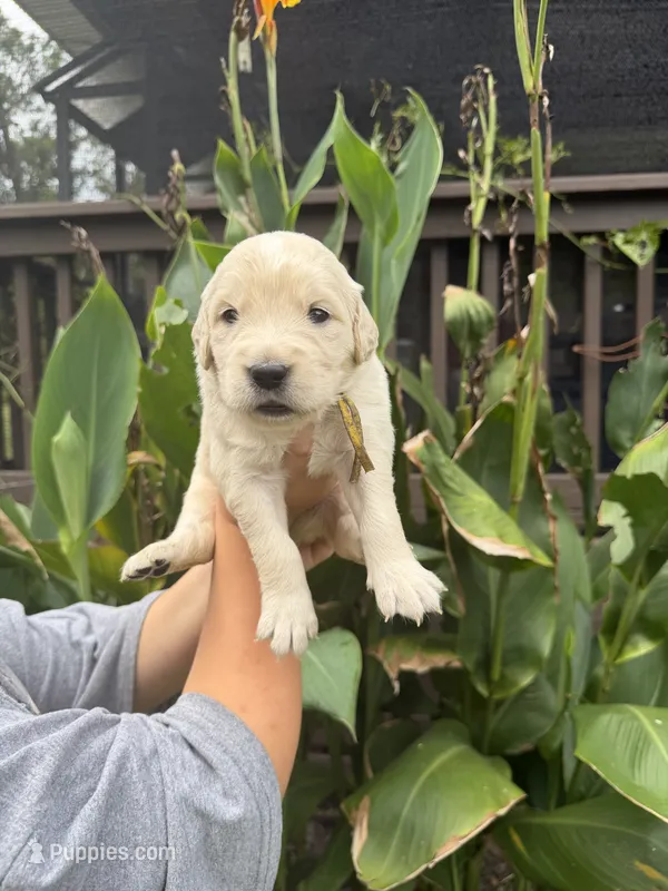 Marigold – Golden Retriever puppy for sale in Hastings, FL