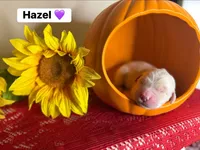 Hazel, a female Golden Retriever for sale in Hastings, FL – 1 of 1