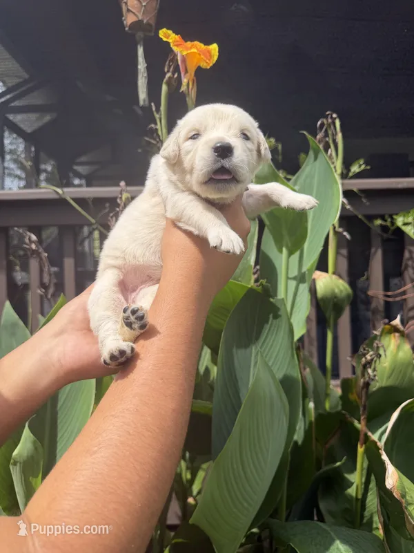 Maize – Golden Retriever puppy for sale in Hastings, FL