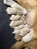 4 males 5 females, a female Golden Retriever for sale in Hastings, FL – 2 of 3
