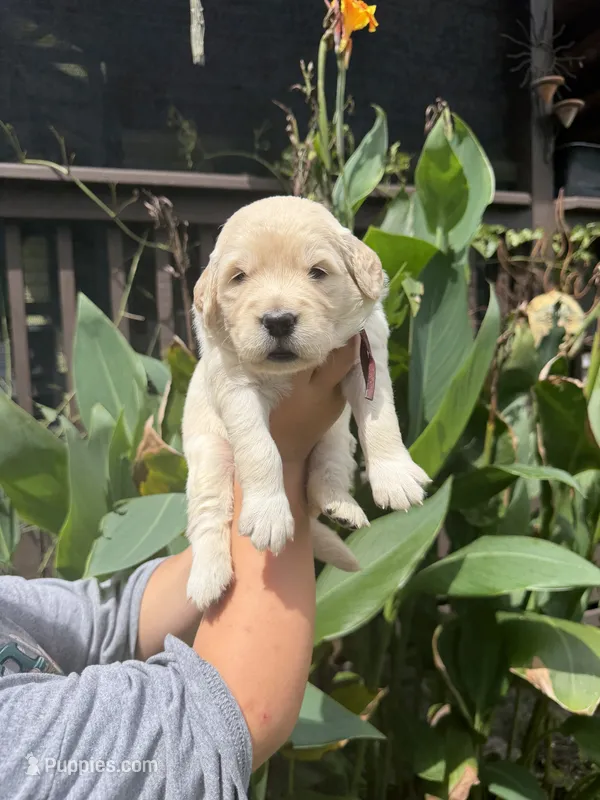 Autumn  – Golden Retriever puppy for sale in Hastings, FL