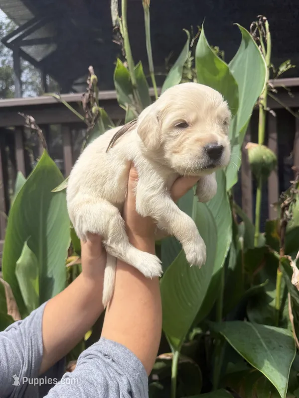 Cider  – Golden Retriever puppy for sale in Hastings, FL
