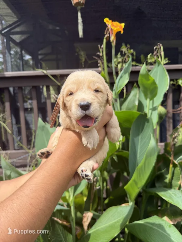 Pumpkin  – Golden Retriever puppy for sale in Hastings, FL