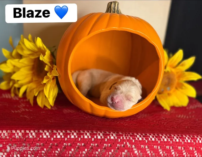 Blaze – Golden Retriever puppy for sale in Hastings, FL