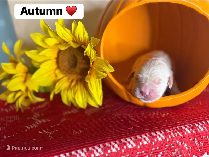 Autumn  – Golden Retriever puppy for sale in Hastings, FL