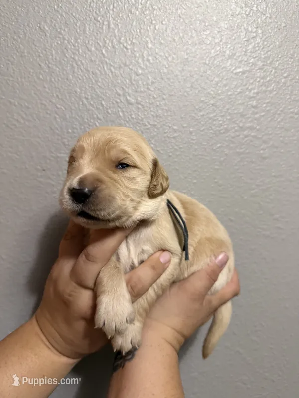 Blaze – Golden Retriever puppy for sale in Hastings, FL