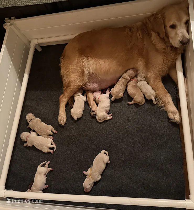 4 males 5 females – Golden Retriever puppy for sale in Saint Augustine, FL