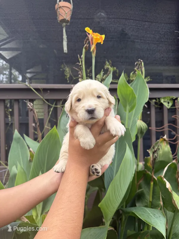 Hazel – Golden Retriever puppy for sale in Hastings, FL