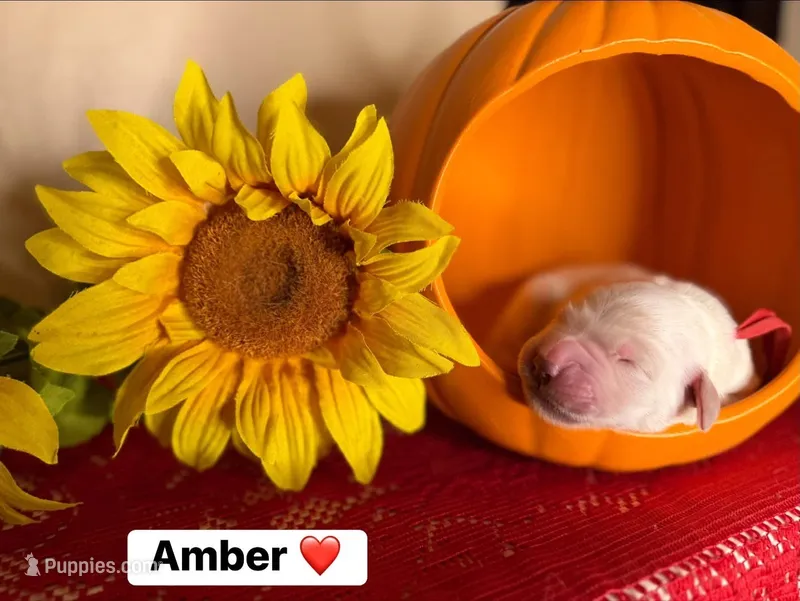 Amber – Golden Retriever puppy for sale in Hastings, FL