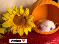 Amber, a female Golden Retriever for sale in Hastings, FL – 1 of 1
