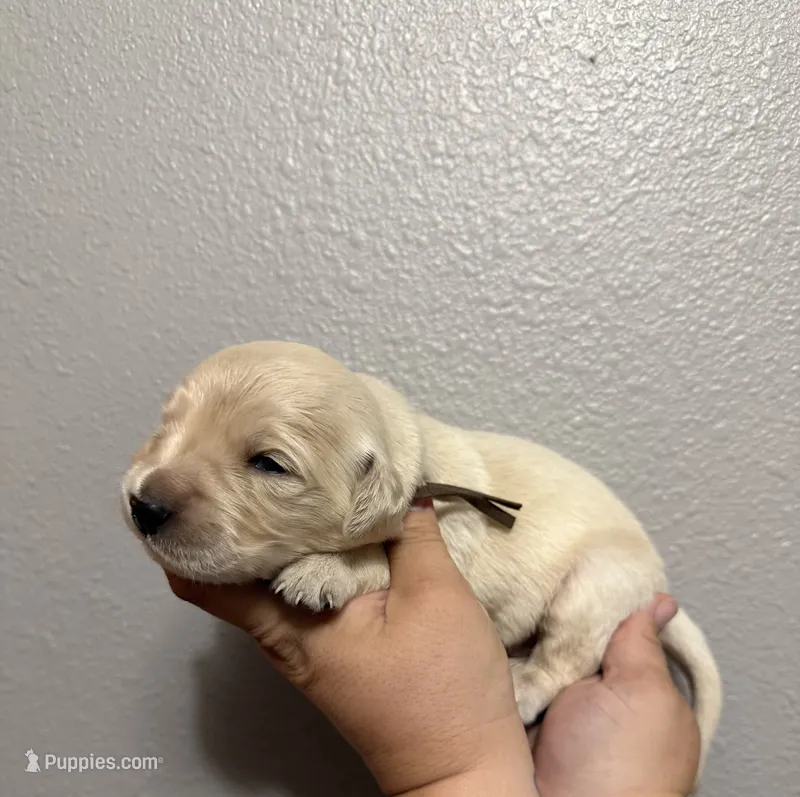 Cider  – Golden Retriever puppy for sale in Hastings, FL